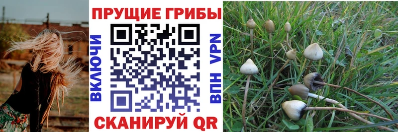 Псилоцибиновые грибы прущие грибы  Купить где  Сычёвка 